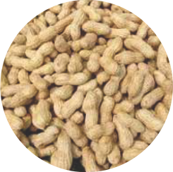 GROUNDNUT